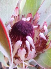 Protea lorifolia