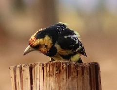 Trachyphonus vaillantii vaillantii