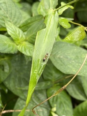 Camponotus albosparsus