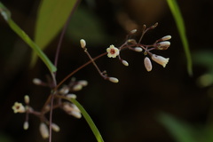 Paederia foetida