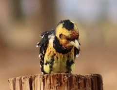Trachyphonus vaillantii vaillantii