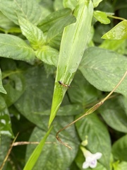 Camponotus albosparsus