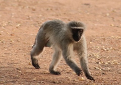 Chlorocebus pygerythrus pygerythrus