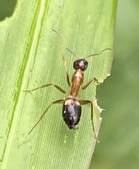Camponotus albosparsus