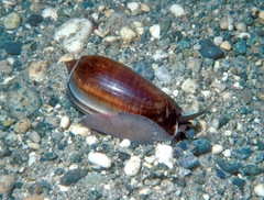 Oliva vidua