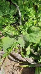 Pelargonium lobatum