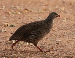 Pternistis natalensis