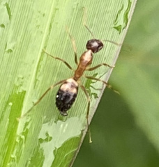 Camponotus albosparsus