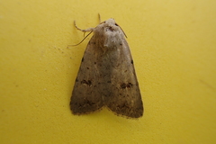 Caradrina kadenii