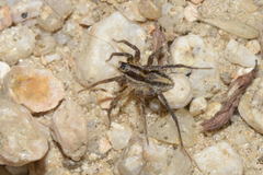 Pardosa bifasciata