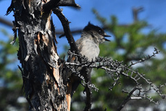 Perisoreus infaustus