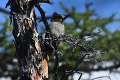 Perisoreus infaustus