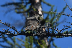 Perisoreus infaustus