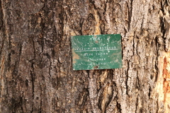 Senegalia erubescens