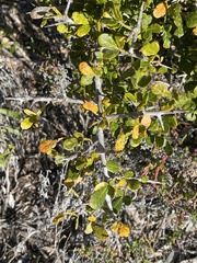 Searsia pterota