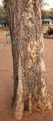 Senegalia erubescens