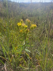 Grindelia lanceolata