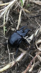 Typhaeus typhoeus