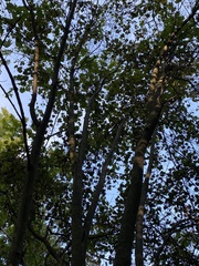Amelanchier arborea