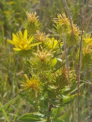 Grindelia lanceolata