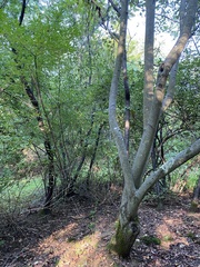 Amelanchier arborea