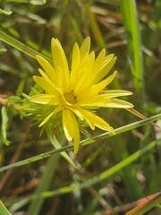 Grindelia lanceolata