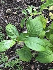 Cephalanthus occidentalis