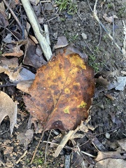 Amelanchier arborea