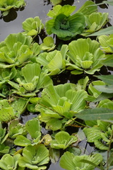 Pistia stratiotes