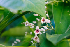 Paederia foetida