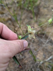 Mirabilis albida