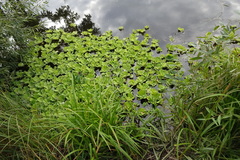 Pistia stratiotes