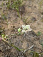Mirabilis albida
