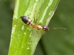 Camponotus albosparsus