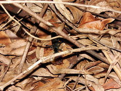 Pompilidae