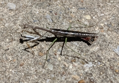 Stagmomantis carolina