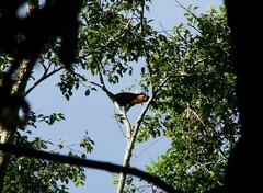 Ramphastos vitellinus