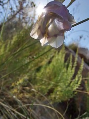 Gladiolus rogersii