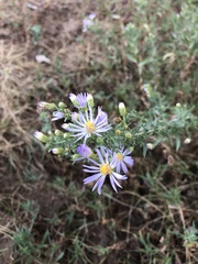 Eucephalus engelmannii