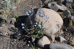 Myosotis asiatica