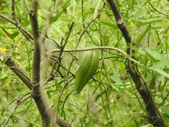 Araujia angustifolia