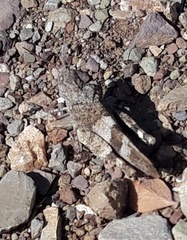 Oedipoda germanica
