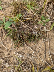 Selaginella rupestris