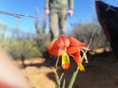 Gladiolus speciosus