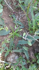 Eriospermum lanceifolium