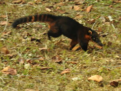 Nasua nasua