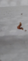 Phylloxera caryaevenae