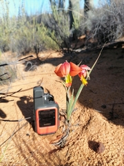 Gladiolus speciosus