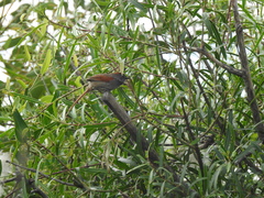 Synallaxis frontalis