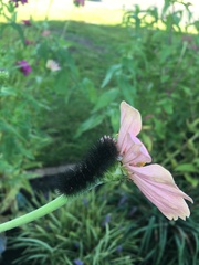 Hypercompe scribonia